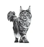 Royal Canin Feline Hepatic for cat - dry food for liver disease. - Image 3