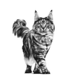 Royal Canin Gastrointestinal dry food for cat - Image 6