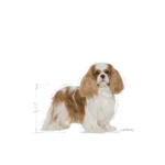 Royal Canin Cavalier King Charles Adult Dry Dog Food 3 Kg - Image 3