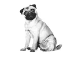 Royal Canin Pug Adult Dry Dog Food 1.5 Kg - Image 3