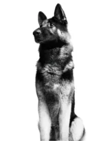 Royal Canin Maxi Adult - Dog Dry food - Image 3
