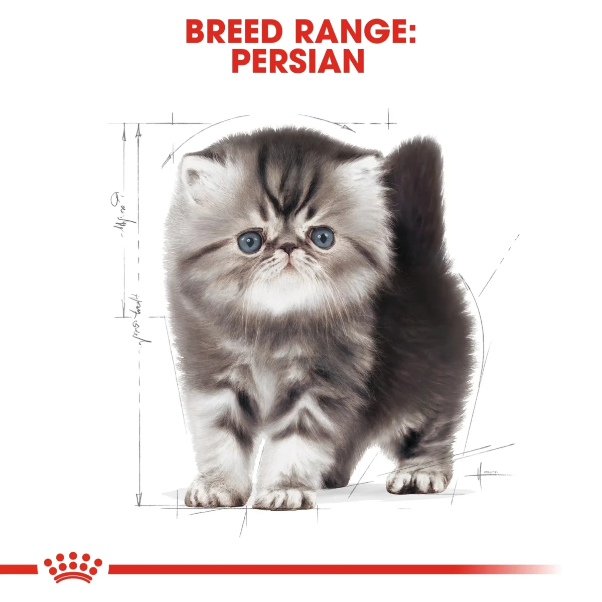 Royal Canin Persian Kitten dry food - Image 5