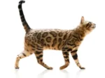 Purina® CAT CHOW® Adult with Salmon Dry Cat Food - Image 2