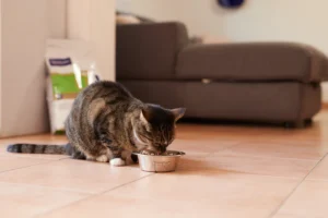 Virbac Urology Cat Food U3 - For Water Intake & Behaviour 1.5 kg - Image 4