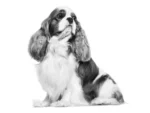 Royal Canin Cavalier King Charles Adult Dry Dog Food 3 Kg - Image 5