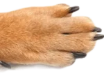 Dog Chow® Chicken Dry Dog Food - Image 7
