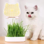 Cat Grass Seeds - Image 3