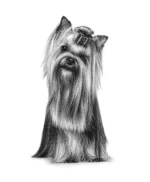 Royal Canin Yorkshire Terrier Adult Dry Dog Food 1.5 Kg - Image 2