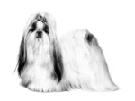 Royal Canin Shih Tzu Adult Dry Dog Food 1.5 Kg - Image 3