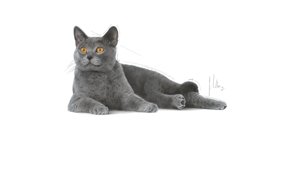 Royal Canin Oral Care 1.5 Kg - Image 4
