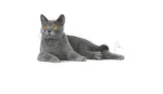 Royal Canin Oral Care 1.5 Kg - Image 4