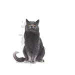 Royal Canin Ageing 12+ Sterilized 2Kg - Image 2