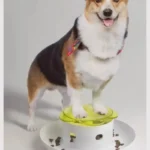 Pet Press Slow Feeder - Image 5