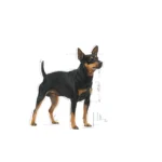 Royal Canin Digestive Care Dog pouch 85g - Image 3