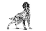 Royal Canin Anallergenic Dog Dry Food 3 Kg - Image 2