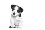 Royal Canin Mini Puppy Wet Food For Dogs 85g - Image 3