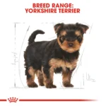 Royal Canin Yorkshire Terrier Puppy 1.5 KG - Image 3