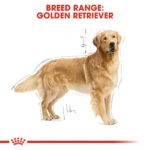 Royal Canin Golden Retriever Adult 3Kg - Image 2