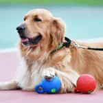 Dog Ball with sound & handle - Image 3
