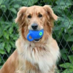 Dog Ball with sound & handle - Image 2