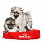 Royal Canin Mini Exigent Dog Dry Food 3kg - Image 2